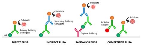 elisa simple explanation